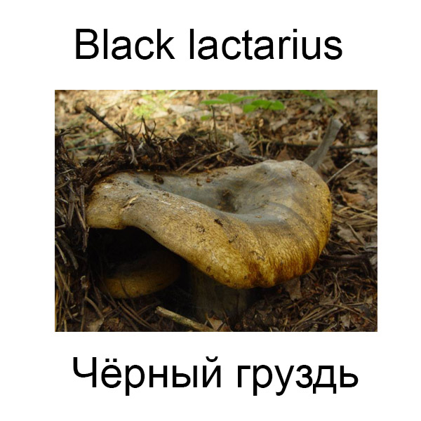 Грибы